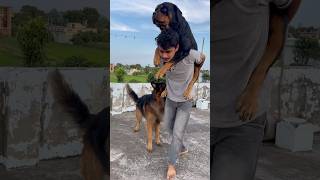 Rottweiler Daisy aaj Bhi apne papa ke leyay bache ha 🤗🥰 rottweiler shorts petlover love [upl. by Ainessej645]