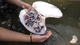 Discover Pearls  Satisfied Pearls  Open Pearlfilled Oysters in Wetlands [upl. by Latsyrc]