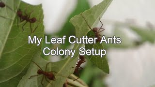 Leaf Cutter Ants Colony Setup Acromyrmex Echinatior [upl. by Woodring]