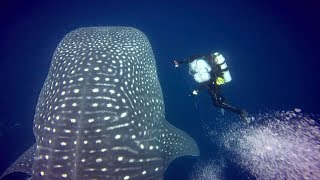 GoPro Galapagos Treasure [upl. by Nnylaf]