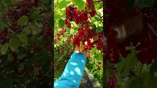 Лимонник farming Schisandra [upl. by Ellinad598]