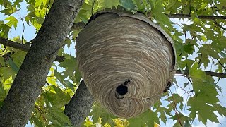 Brake cleaner vs hornet nest full video brutal results [upl. by Aldrich]