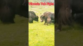 Tibatain Yak Fight l Yak Breed l ViralYak [upl. by Yesnyl]