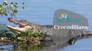 Crocodilians  Reptiles Amphibians and Fish  The Good and the Beautiful [upl. by Naharba653]