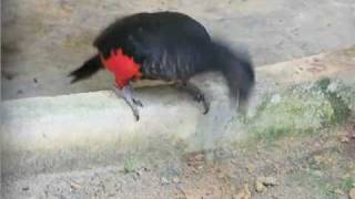 Pesquets Parrot eating soil geophagy [upl. by Noellyn]