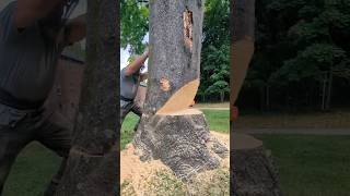 Felling ailanthus treestraubtreeexperts dangerous hasqvarna treework [upl. by Assil]