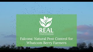 Falcons Natural Pest Control for Whatcom Berry Farmers [upl. by Ginzburg]