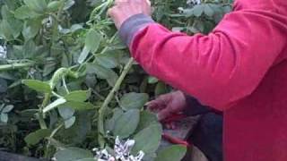 Fava Beans Cutting Down Fixing Nitrogen and Viewing Root Nodules of this cover crop [upl. by Veneaux]