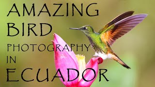 Photograph the Amazing amp Beautiful Birds of Ecuador  Guided Wildlife Photography Tour [upl. by Ellehcsor]