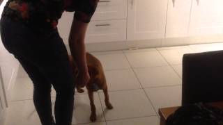 15 week old Hungarian Vizsla puppy showing his new tricks [upl. by Lymn]