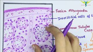 Histology of TESTIS [upl. by Redla]