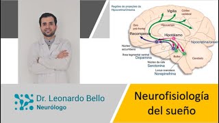 Neurofisiología del sueño ¿por qué dormimos [upl. by Katlin]