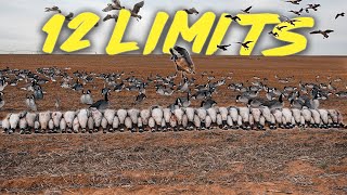 Dive Bomb Canadian V2FF Decoys [upl. by Enelec]