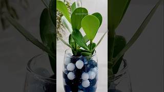 Clusia fica linda decorada com bolinhas se gude shortvideo youtubeshorts plantas [upl. by Niwrad]