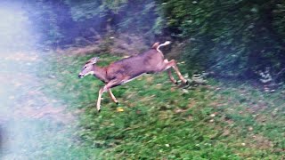 DEER HUNTING 2023  Flintlock Muzzleloader Early Season Doe Hunt  TWO DEER DOWN Pennsylvania  USA [upl. by Ynna]