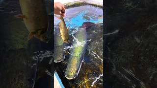 arapaima food hunting style  fresh water monster fish arapima rivermonster hobbyspot [upl. by Tippets]