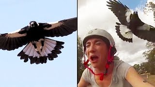 Ozzy Man Reviews MAGPIES [upl. by Jemmy700]