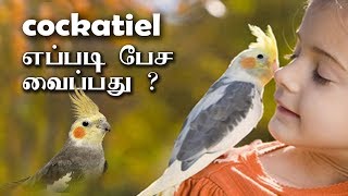 how to train Cockatiel bird in Tamil  Cockatiel பறவையை எப்படி கதைக்க வைப்பது [upl. by Yraek]