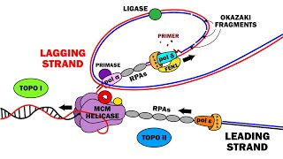 DNA REPLICATION 23  ELONGATION [upl. by Eyla]