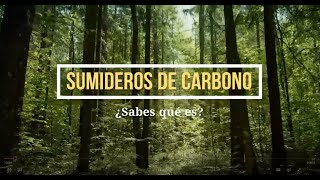 ¿Sabes qué son los sumideros de carbono [upl. by Ainimre742]