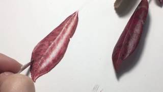 7 Finishing touches to a Photinia Leaf [upl. by Kcirtapnhoj187]