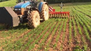 Einbock Chopstar Rowguard Hoeing Spring oats [upl. by Skier]