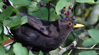 Felsenbirne  Vogelmagnet im Garten [upl. by Costanzia]