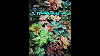 5 Important care tips for Aglaonema [upl. by Laehplar780]