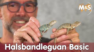 Halsbandleguan Basic  Crotaphytus collaris  Reptil TV [upl. by Staford341]