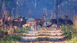 Deer on the Safari Road A beautiful morning in the jungle 😍 🎄 🍃 [upl. by Kleinstein429]