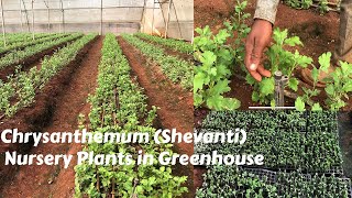 How to Make plants Chrysanthemum Shevanti in Greenhouse very Simple Method [upl. by Kobi]