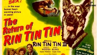 The Return of Rin Tin Tin 1947  Adventure Film  Rin Tin Tin III  Donald Woods  Robert Blake [upl. by Wat909]