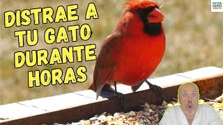 🐦‍⬛ VIDEOS PARA ENTRETENER A GATOS DE PÁJAROS CON SONIDOS DE LA NATURALEZA 🐦‍⬛ [upl. by Hong]