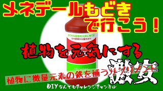 【メネデール自作】貼るカイロ・クエン酸・水で出来る植物活性剤！使い方は簡単！ [upl. by Merrow806]