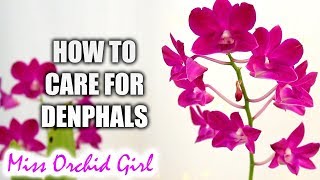 How to grow Dendrobium Phalaenopsis Orchids successfully  Complete care guide [upl. by Nannerb179]