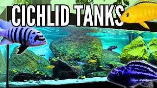 10 Beautiful Cichlid Tank Setups Mbuna Cichlids [upl. by Bramwell735]