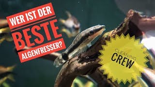 Die besten Algenfresser für dein Aquarium [upl. by Nojram156]