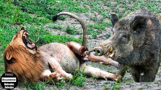 ¡Sorpresa El León Fue Derrotado Por El Jabalí  Animales Salvajes [upl. by Audry]