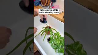 Leave plants in inch of water plants water hack shorts youtubeshorts [upl. by Antonino236]