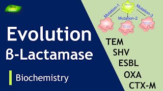 Evolution and types of Betalactamases  ESBL  Antibiotic Resistance  Basic Science Series [upl. by Nivi214]