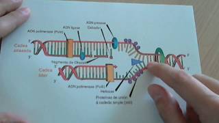 Replicación del ADN [upl. by Neumark]