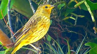 Song of the Saffron Finch in nature  Bird of Brazil [upl. by Anitsim]