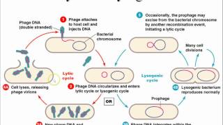 AP Biology Chapter 43 Immune System Part 1 [upl. by Adni]