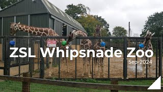 ZSL Whipsnade Zoo Sep2024 [upl. by Martguerita782]