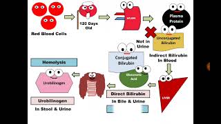 Urine Analysis 10 Bilirubin amp Urobilinogen [upl. by Ennis]