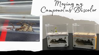 Moving my Camponotus Decipiens colonies into a new setup [upl. by Malsi]