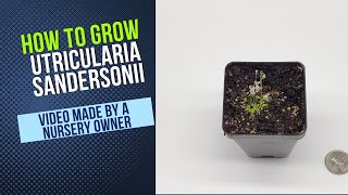 How to Grow and Propagate Utricularia Sandersonii Carnivorous Plant Grow Guide [upl. by Lati299]