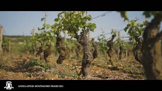 Episode 15  Montrachet Grand Cru [upl. by Hotchkiss330]