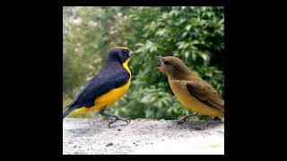 Shorts Euphonia Laniirostris Familia [upl. by Corinne]