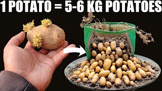 How To Plant Potatoes  Get 5 KG Potatoes From 1 Potato  SEED TO HARVEST [upl. by Fokos]